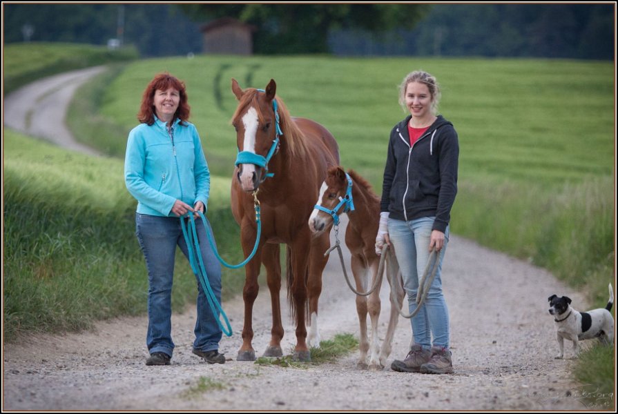 Asbach Fohlenshow 2014 020